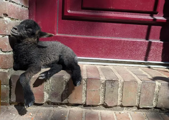 Campeggio Der Apfel *